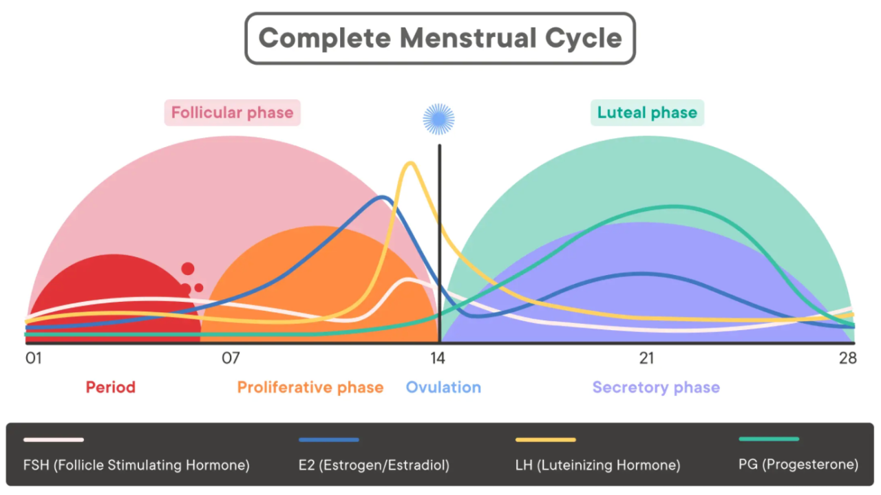 The Menstrual Cycle Fat loss and Strength Training Kairos Online